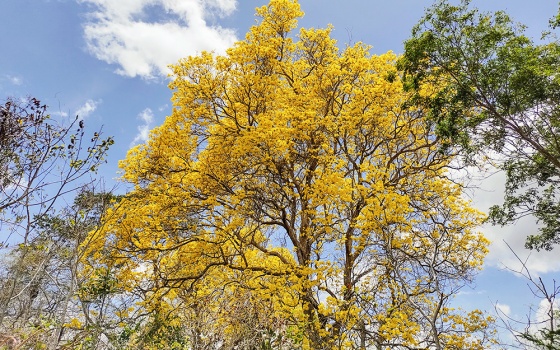 Ipês floridos celebram o encerramento da safra 2020/2021